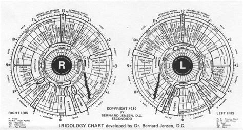 Printable Iridology Chart